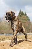DOGUE ALLEMAND 210